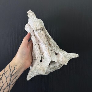 May include: A weathered, off-white bone fragment with a textured surface and several holes. The bone has a unique, irregular shape and appears to be a natural artifact. The background is a dark, solid color.
