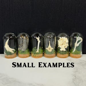 May include: Six glass cloches with cork bases, each containing a unique off-white bone specimen resting on green moss. The text SMALL EXAMPLES is printed in black below the collection. Each dome is clear and cylindrical with a rounded top.