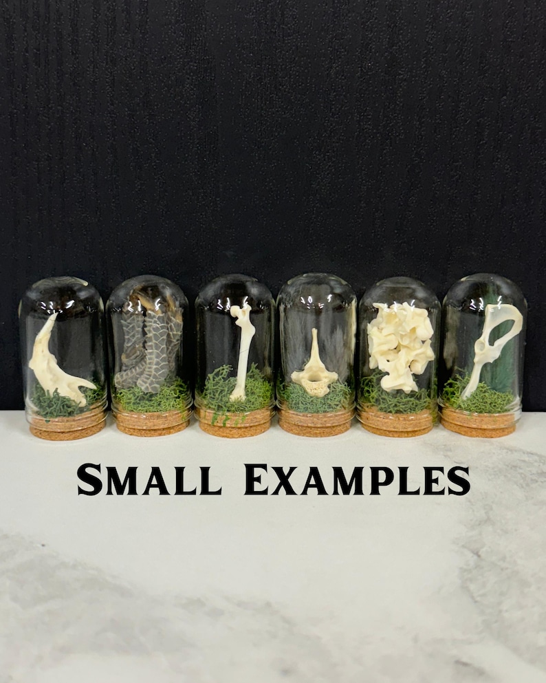 May include: Six glass cloches with cork bases, each containing a unique off-white bone specimen resting on green moss. The text SMALL EXAMPLES is printed in black below the collection. Each dome is clear and cylindrical with a rounded top.