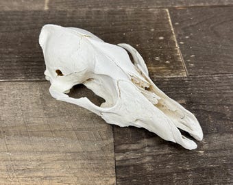 Imperfect Real Coyote Skull, Sustainably Sourced Real Animal Bone