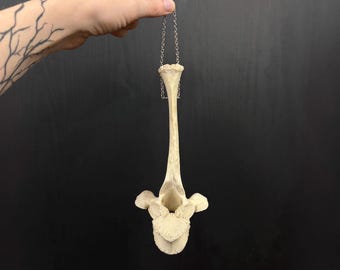 Cow Vertebra Bone Gothic Wall Hanger, Real Animal Bone Oddity Home Decor