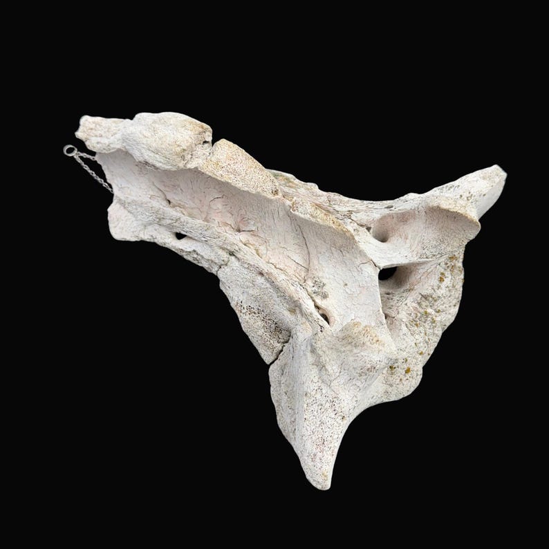 May include: A weathered, off-white bone fragment with a complex, irregular shape. The bone has a rough, textured surface with visible cracks and small holes. A small metal chain is attached to one end. The background is solid black.