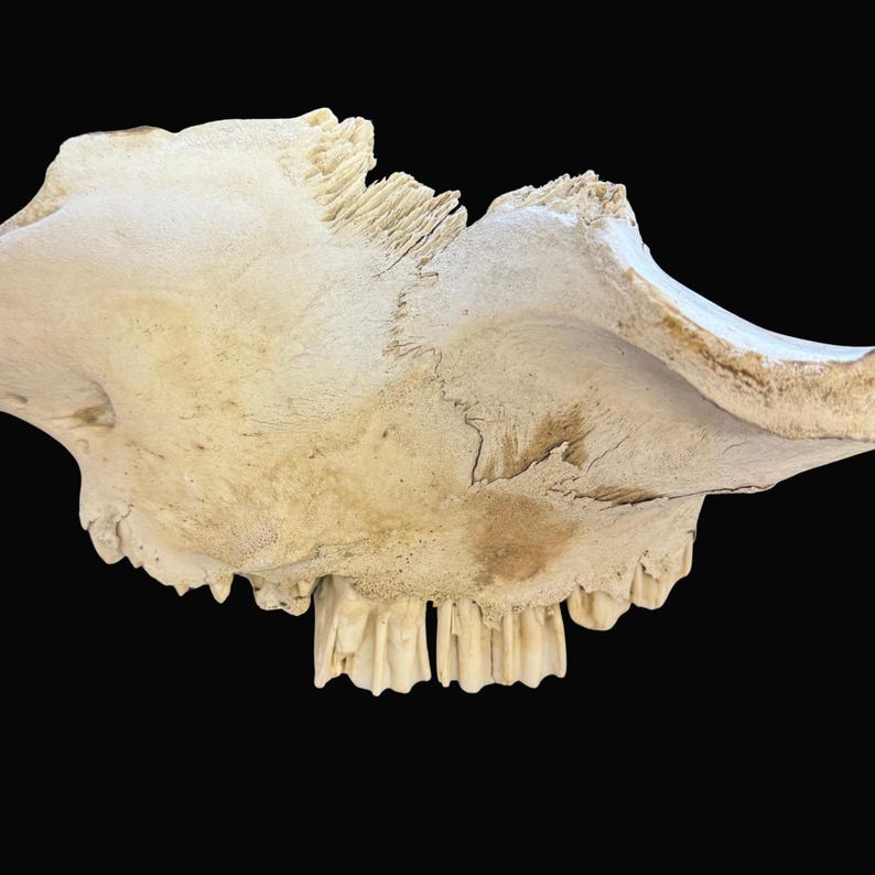 Puede incluir: Primer plano de un cr&aacute;neo de animal blanquecino y desgastado sobre un fondo negro. El cr&aacute;neo muestra dientes visibles y una intrincada estructura &oacute;sea, con un enfoque en la textura y la forma del hueso.