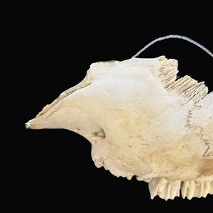 Puede incluir: Primer plano de un cr&aacute;neo de animal blanquecino y desgastado sobre un fondo negro. El cr&aacute;neo presenta una cavidad nasal prominente y una estructura &oacute;sea detallada, con una peque&ntilde;a secci&oacute;n de dientes visible. Se adjunta un hilo blanco fino.