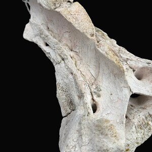 May include: Close-up of a weathered, off-white bone fragment against a black background. The bone has a rough, textured surface with visible cracks, holes, and subtle pinkish hues. The fragment's shape is irregular, with a hollowed-out section.