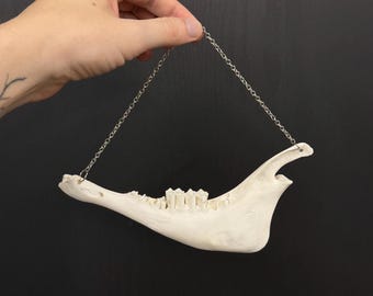 Goat Jaw Bone 7.25" Gothic Oddity Home Decor, Real Animal Bone Wall Art