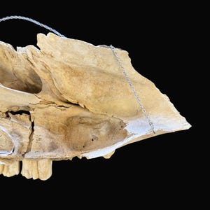 Puede incluir: Primer plano de un cr&aacute;neo de animal desgastado, blanquecino, con estructura y textura &oacute;sea visibles. Una cadena plateada est&aacute; unida al cr&aacute;neo. El fondo es negro liso.