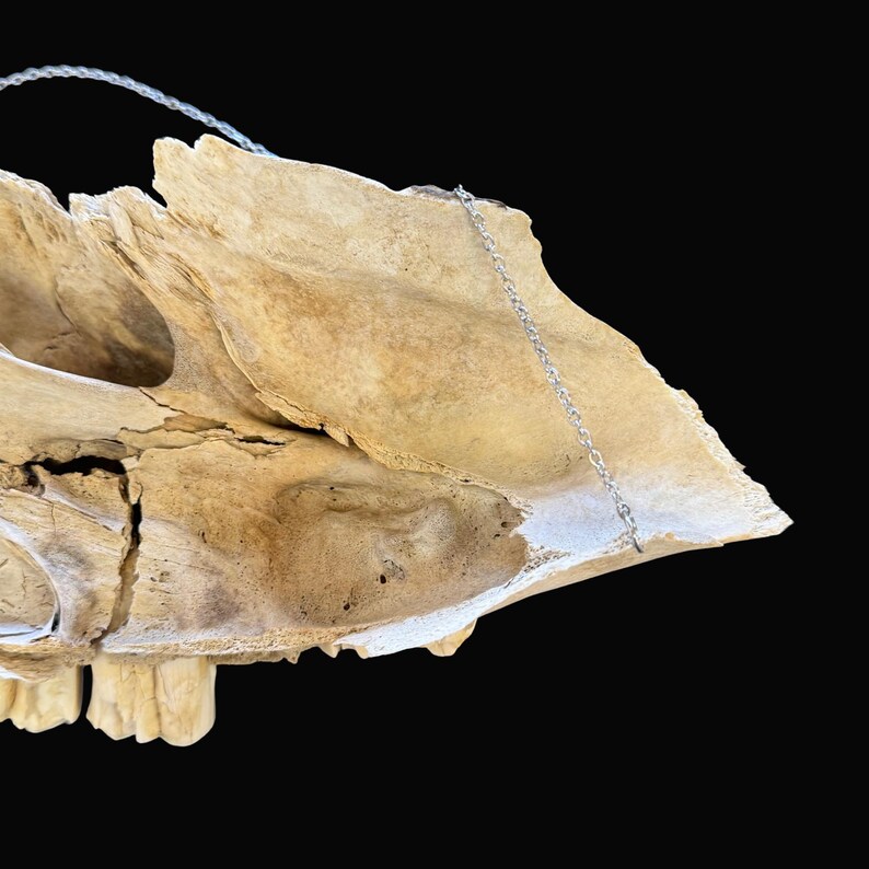 Puede incluir: Primer plano de un cr&aacute;neo de animal desgastado, blanquecino, con estructura y textura &oacute;sea visibles. Una cadena plateada est&aacute; unida al cr&aacute;neo. El fondo es negro liso.
