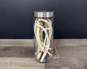 Glass Jar of Real Animal Rib Bones, 10.75 Inch Tall Oddity Home Decor