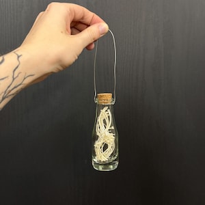 Ball Python Snake Rib Bones Glass Vial Oddity Curio Collection Display Jar