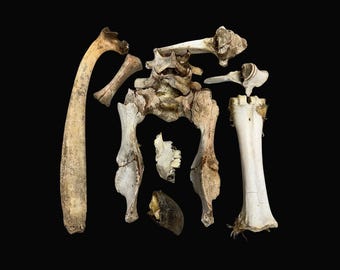 May include: An assortment of animal bones, including a long curved bone, vertebrae, and leg bones, are arranged against a black background. The bones are off-white and beige, with visible textures and details.