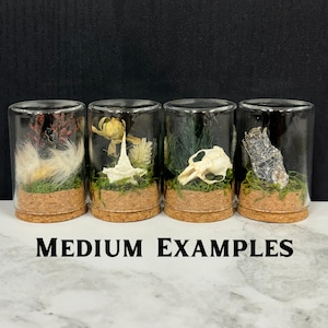 May include: Four cylindrical glass cloches with cork bases, each containing a unique natural specimen on a bed of green moss. The displays feature dried flora, a small white bone, a skull, and a dark textured stone. Text reads MEDIUM EXAMPLES.