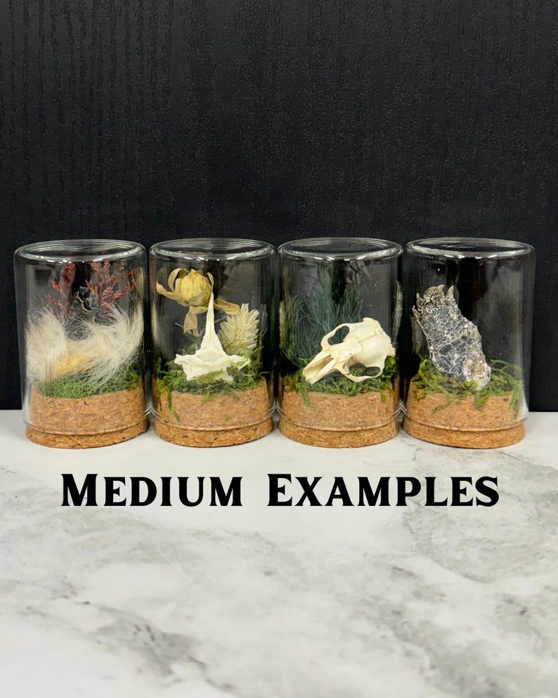 May include: Four cylindrical glass cloches with cork bases, each containing a unique natural specimen on a bed of green moss. The displays feature dried flora, a small white bone, a skull, and a dark textured stone. Text reads MEDIUM EXAMPLES.