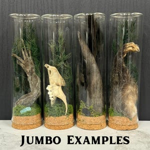 May include: Four cylindrical glass display tubes with cork bases, each containing natural specimens including a lizard limb, a small animal skull, a dark horn, and a furry paw, all set against green moss and pine needles with the text JUMBO EXAMPLES.