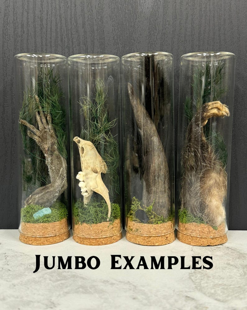 May include: Four cylindrical glass display tubes with cork bases, each containing natural specimens including a lizard limb, a small animal skull, a dark horn, and a furry paw, all set against green moss and pine needles with the text JUMBO EXAMPLES.