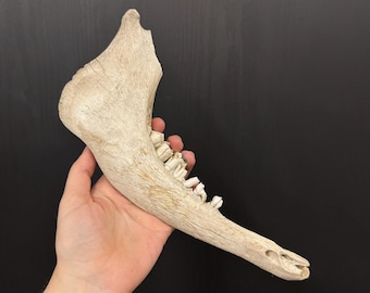 Cow Mandible/Jaw Bone, Imperfect Real Animal Bone