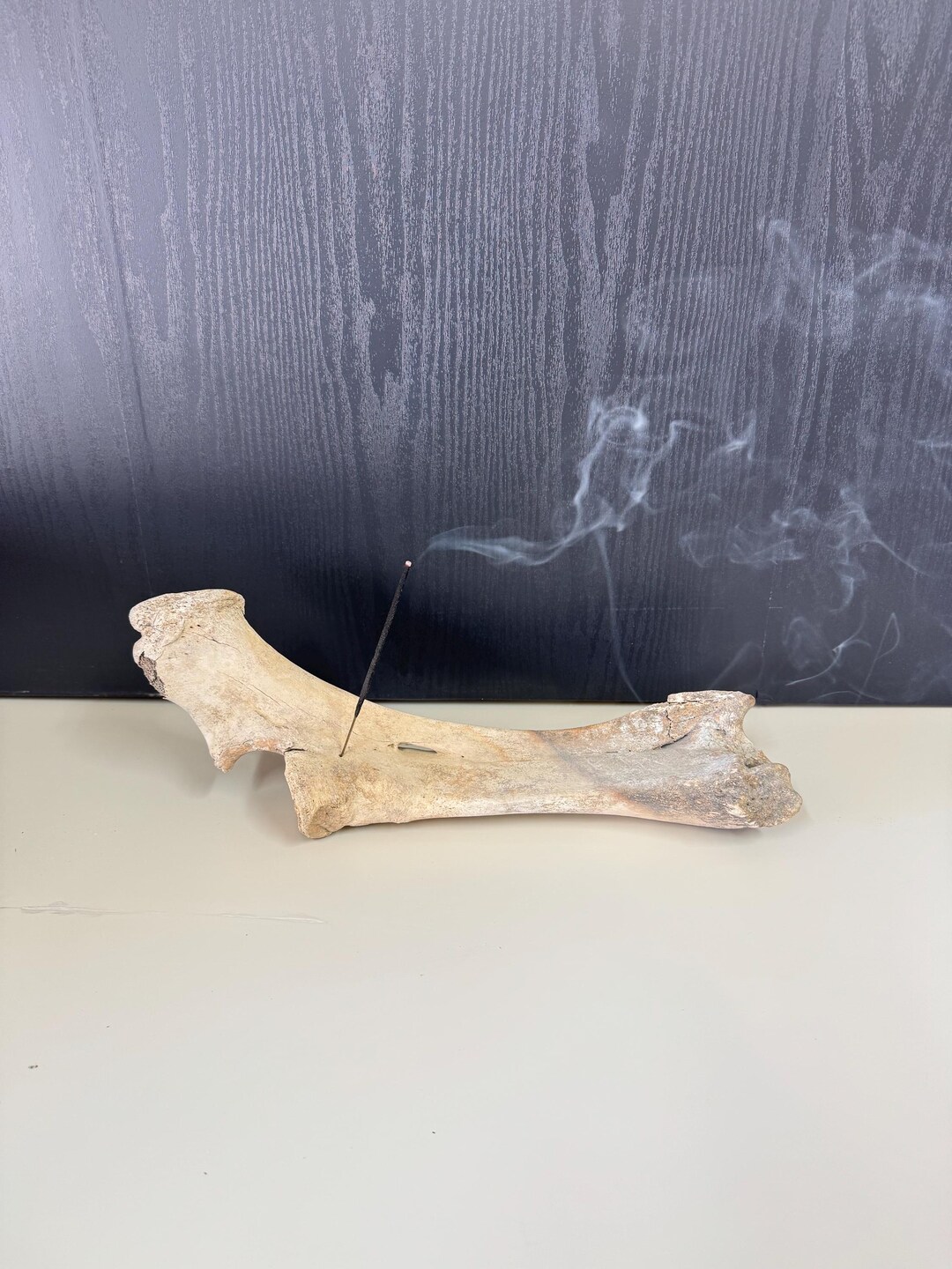 Cow Radius & Ulna Bone 15 Inch Long Incense Stick Burner Real Animal ...