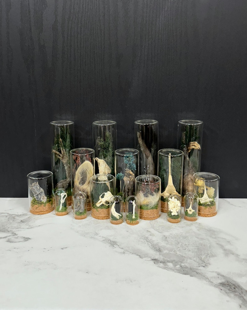 May include: A collection of various animal bones and skeletal remains displayed inside clear glass cylinders with cork stoppers. Each glass vessel contains a small piece of bone or skull resting on a base of green moss, arranged in a group.