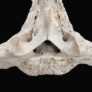 May include: Close-up of a weathered, off-white bone structure against a black background. The bone has a rough, textured surface with small holes and areas of discoloration, possibly from age or environmental factors. The shape is roughly triangular.