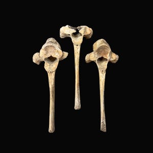 3pc Imperfect Cow Vertebrae Bones, Ethically Sourced Real Animal Bones