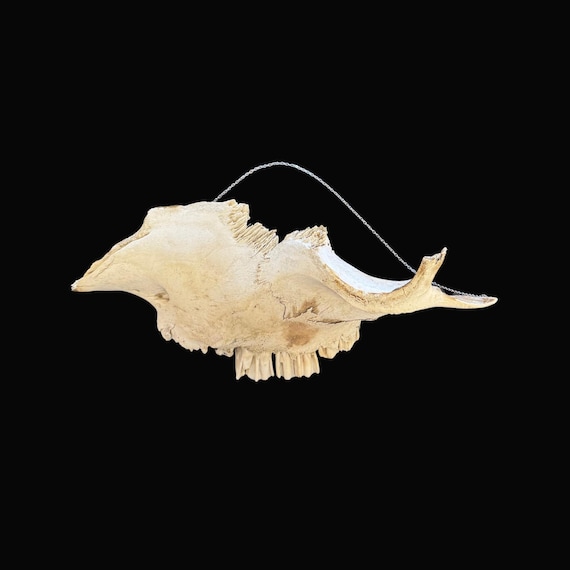 Partial Cow Skull 11" Gothic Wall Art, Real Animal Bone Oddity Home Decor