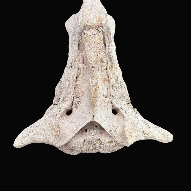 May include: Close-up of a weathered, off-white bone structure against a black background. The bone has a rough, textured surface with two prominent holes and a central ridge. The overall shape is roughly triangular.