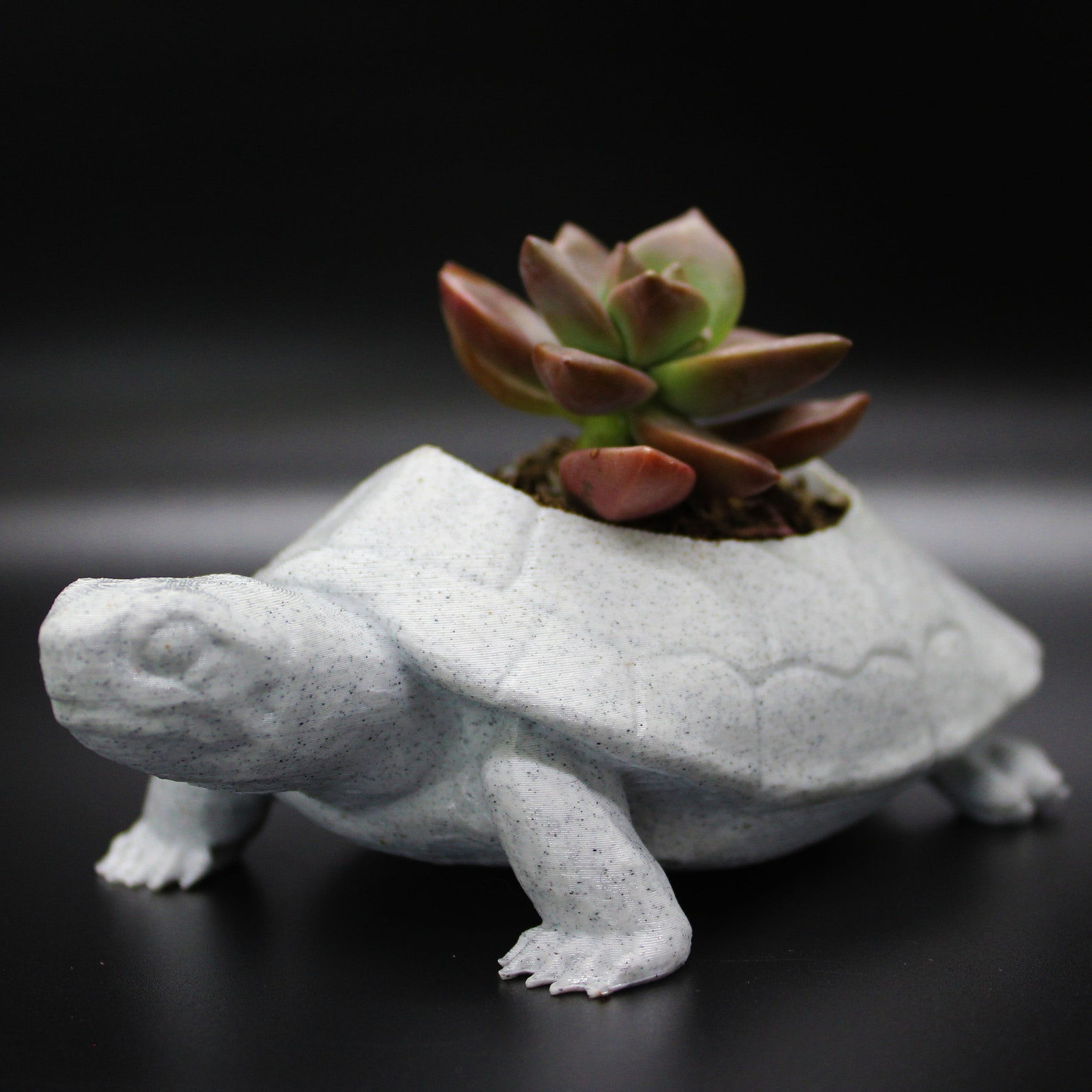 Turtle 3D Planter Myrtle the Turtle Succulent Planter 3D Etsy