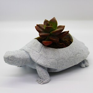 Puede incluir: Un macetero de tortuga de cerámica blanca con una planta suculenta creciendo en su interior. El macetero de tortuga tiene un acabado moteado y una concha detallada.