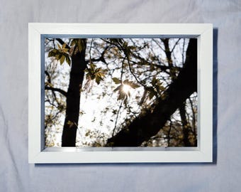 Sunlit Forest Photography Print | Nature Wall Art (Digital Download)