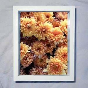 May include: A framed floral print featuring a dense cluster of orange and peach chrysanthemums. The flowers are in full bloom, filling the frame. The white frame provides a clean border, enhancing the vibrant colors of the flowers.
