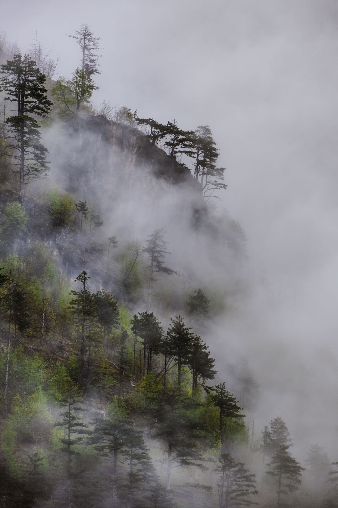 The Fog, Landscape Photography, Forest Print, Wall Foggy Art, Fine Art ...