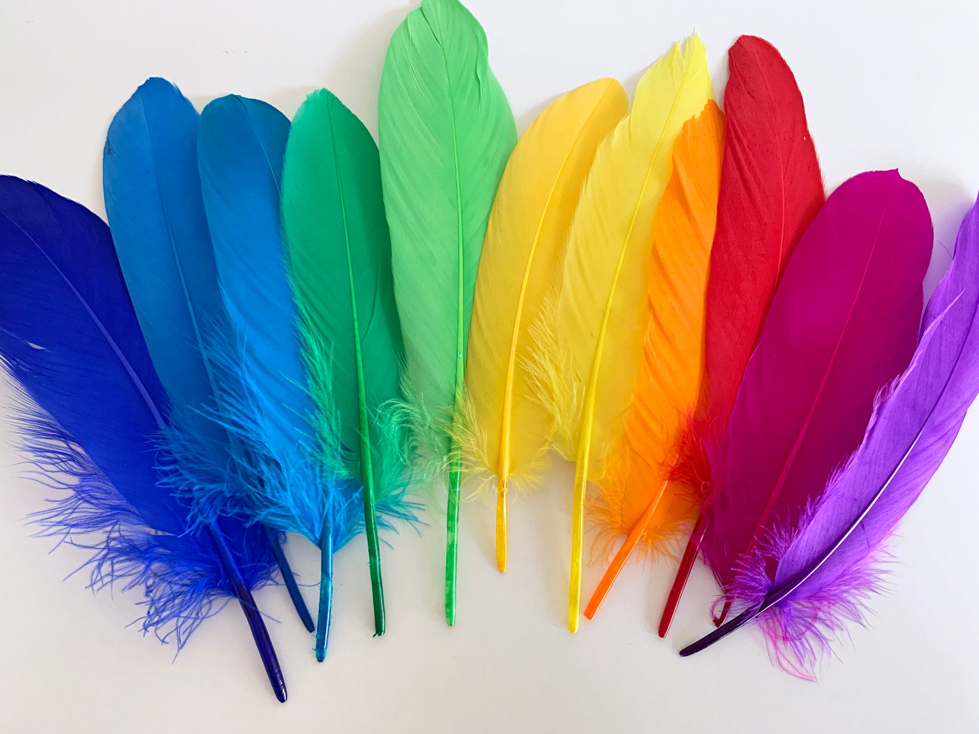 Feathers Bright colours