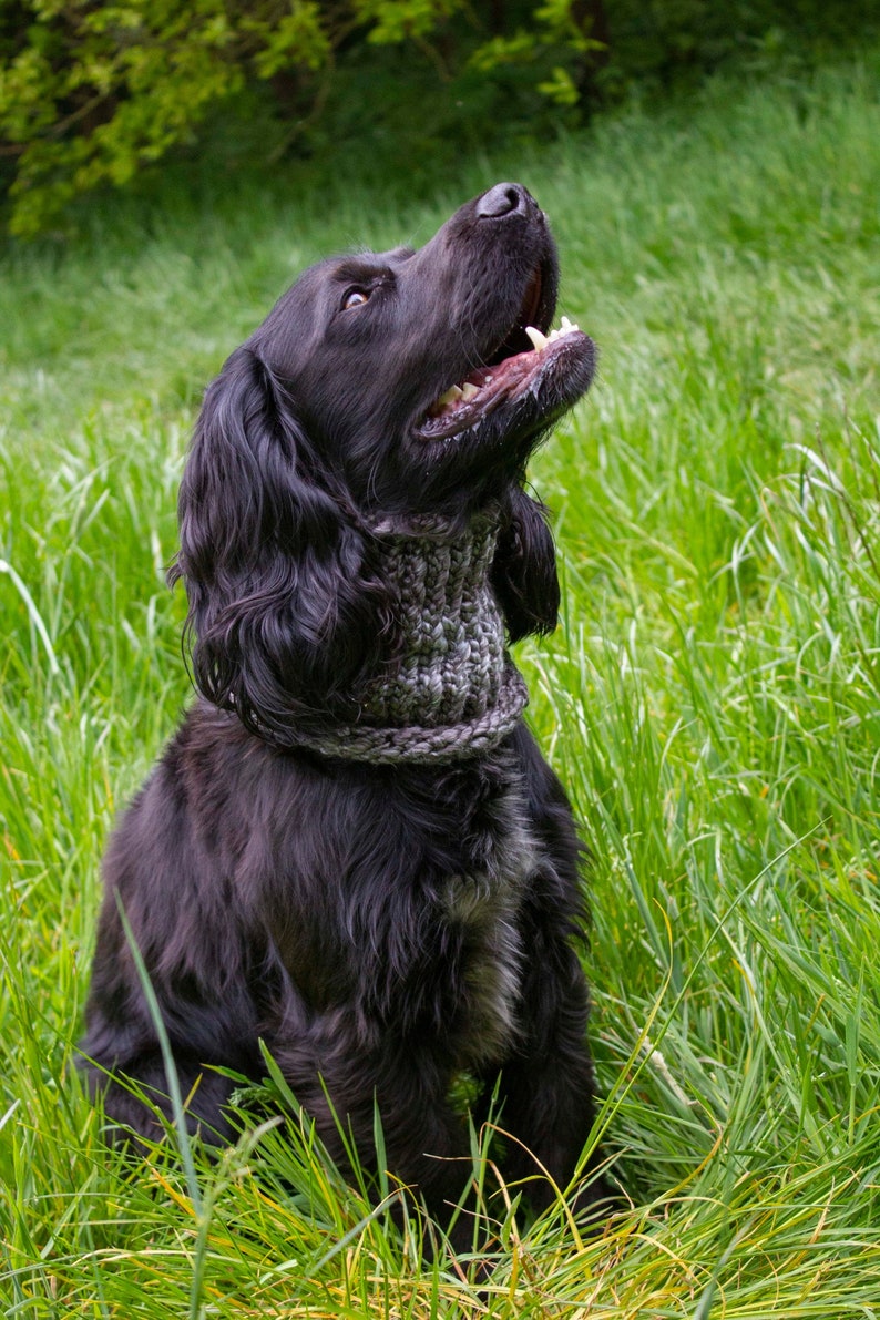 Hund Snood Wolle Hund Snood Etsy