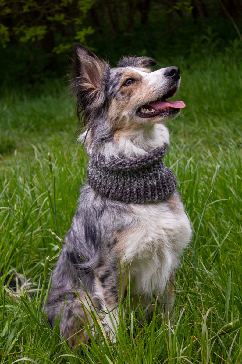 Hund Snood Wolle Hund Snood Etsy