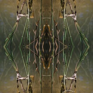Photography - Art Print - Photo No.4 - Obscura Naturell Photo Project - in three sizes, signed and numbered small edition