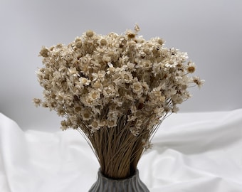 Glixia Trockenblumen Weiß Natur Trockenblumenstrauß