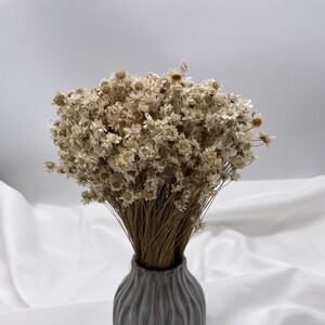 Glixia Dried Flowers White Natural Dry Flower Bouquet