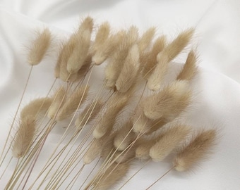 Lagurus dried flowers in beige, extra long Lagurus