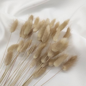 Lagurus dried flowers in beige, extra long Lagurus