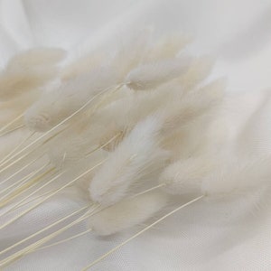 white Lagurus extra long and large flowers, super soft and cuddly bunny puddles, dried flowers, dried flowers