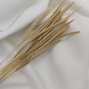 Dried flowers Phleum grass in natural beige, 1 bunch 25 stems