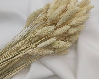 Bund Phalaris Trockenblumen, creme weiß, Glanzgras, getrocknete Blumen
