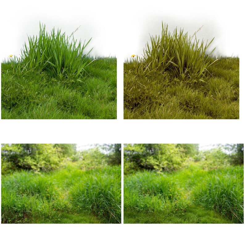 Summer BackgroundPhotoshop BackgroundTransparent PNGSpring BackgroundGrass OverlayNature BackgroundMeadow BackgroundPNG PNG Overlay
