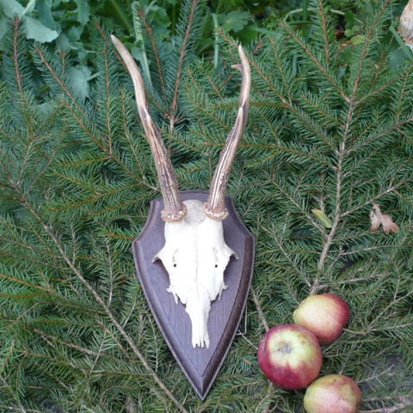 Altes Geweih, Wanddeko, Garderobe, Hutgarderobe, 60er, Jagddeko