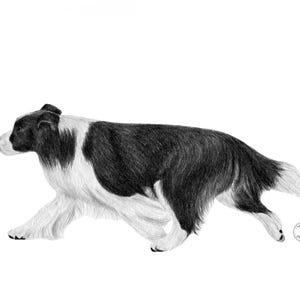 May include: A pencil drawing of a Border Collie dog in mid-stride, captured in a dynamic running pose. The dog's coat is rendered in detailed shading, with black and white markings. The artwork is set against a plain white background.