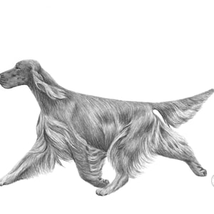 May include: A detailed pencil drawing of an Irish Setter dog in motion. The dog is depicted in profile, with its long, flowing fur and tail. The artwork is in grayscale, with shading to create depth and texture. The dog is running across a white background.