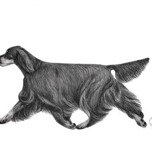 Pode incluir: Um esboço a lápis a preto e branco de um cão a correr, provavelmente um Setter irlandês. O cão é mostrado em perfil, com o seu pelo detalhado em tons de cinzento e preto. A obra de arte é assinada num pequeno círculo no canto inferior direito.