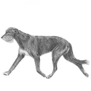 May include: A pencil sketch of a dog in motion, rendered in grey and white tones. The dog, with a long, lean physique and a shaggy beard, is captured mid-stride against a plain white backdrop. The artist's signature is in the lower right corner.