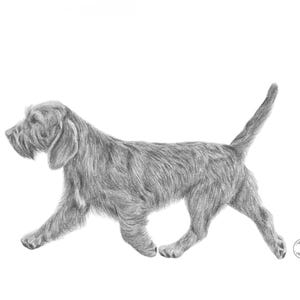 Pode incluir: Desenho a lápis de um cão em movimento, retratado em tons de cinza sobre um fundo branco. O cão tem um pelo longo e texturizado e um focinho distinto. O desenho está assinado no canto inferior direito, mostrando a marca do artista.