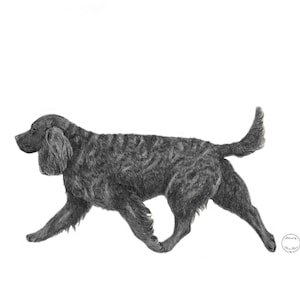 May include: A monochrome pencil drawing of a black dog in a running pose, viewed from the side. The dog's fur is textured, and the artwork is set against a white backdrop. The artist's signature is visible in the bottom right corner.